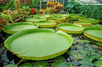 Seerose im botanischen Garten